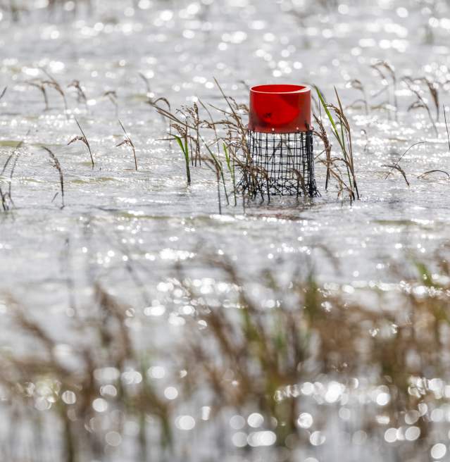 Crawfish Traps