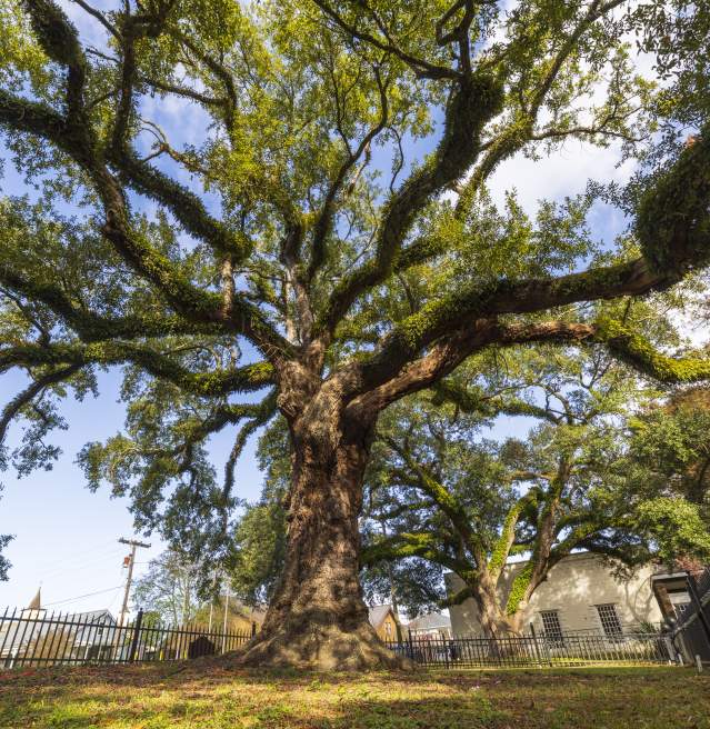 Evangeline Oak