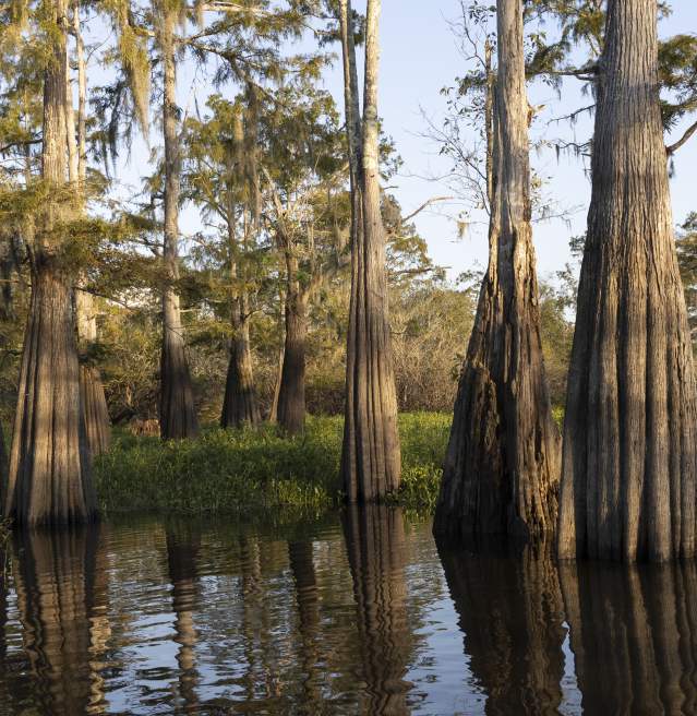 Bayou Benoit