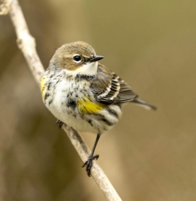 Yellow Rumped Warbler