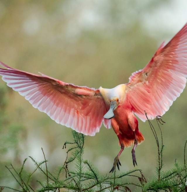 Roseate Spoonbill