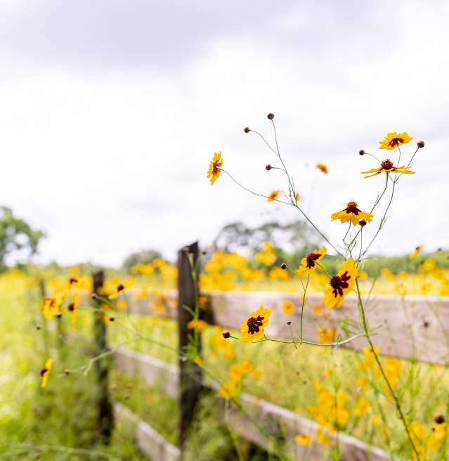 Longfellow Evangeline State Historic Site