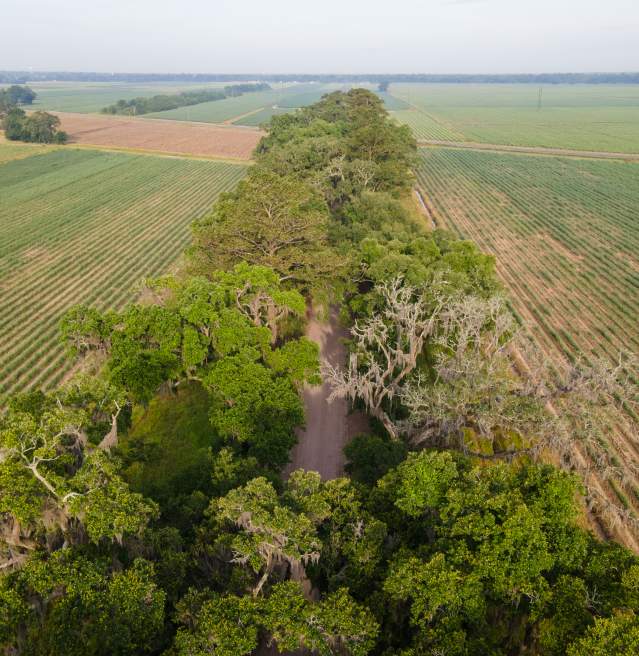 Fields and Trees