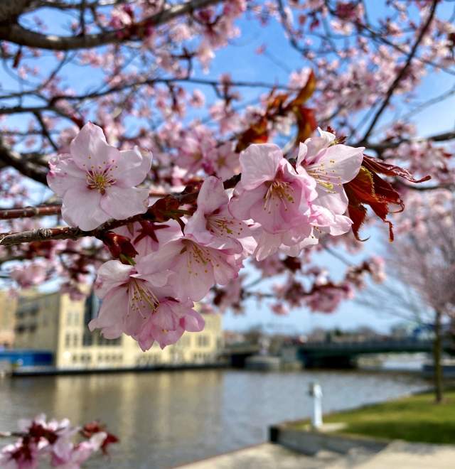 Cherry Blossoms