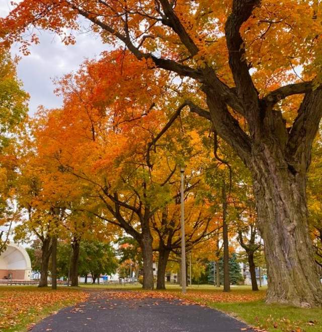 Washington Park Fall Trees