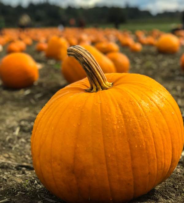 Pumpkin