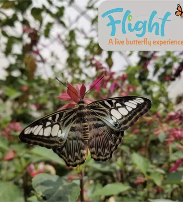 Flight! A Live Butterfly Experience | Santa Ana