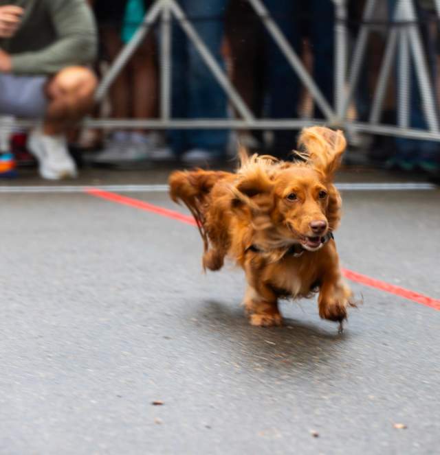 Dog running in a sausage sprint competition
