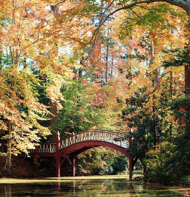 Crim Dell Bridge at College of WIlliam & Mary surrounded by nature