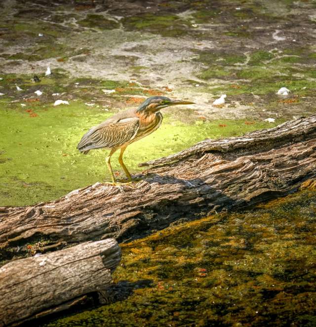 Wildlife Bird on the Water