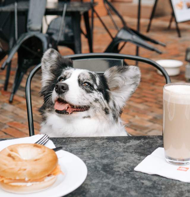 dog ready to eat their bagel