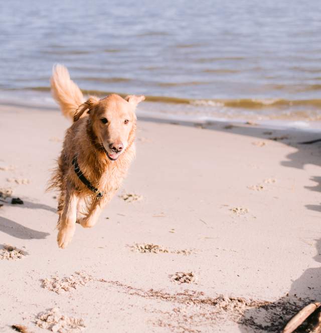 koa and lily jamestown beach