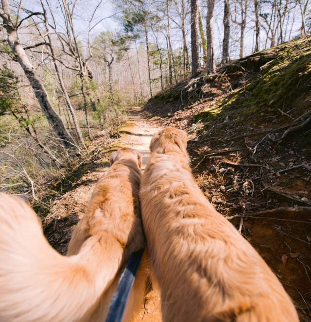 Dogs going on a hike
