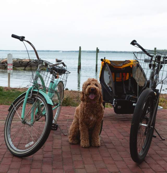 Dog with Bikes