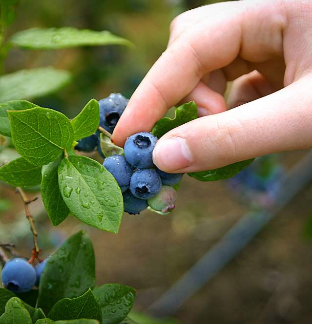 Bucket Of Blueberries Stock Photo - Download Image Now - Alaska - US State,  Berry Fruit, Picking - Harvesting - iStock