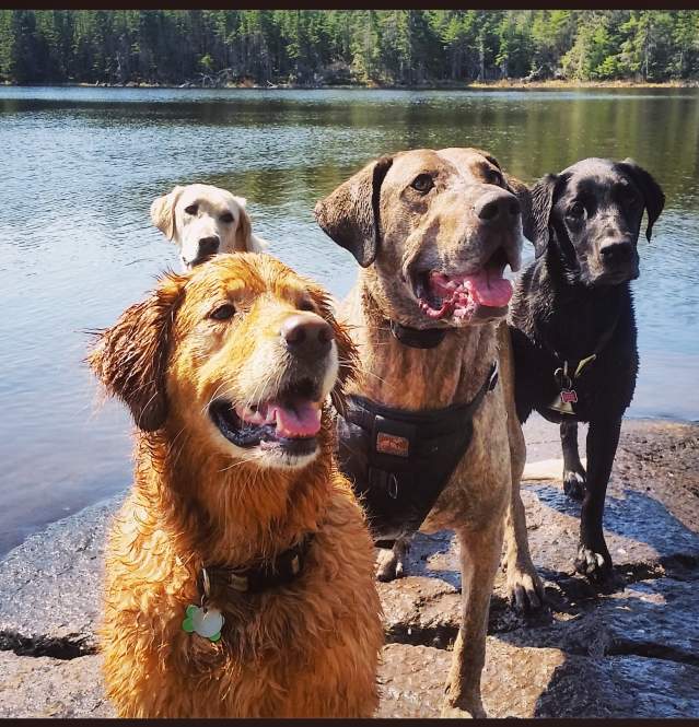 Four dogs in a Cook County lake.