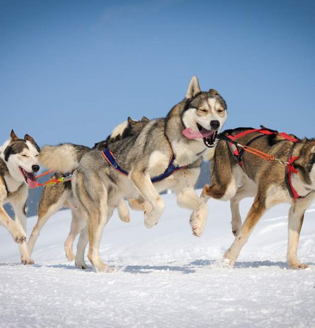 Huskies dogsledding