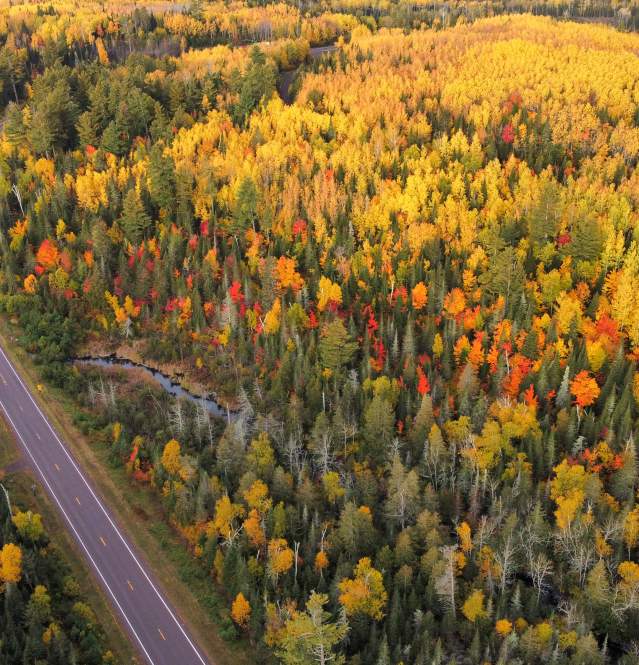 Fall colors from above of the Caribou Trail in Lutsen lots of green and yellow trees