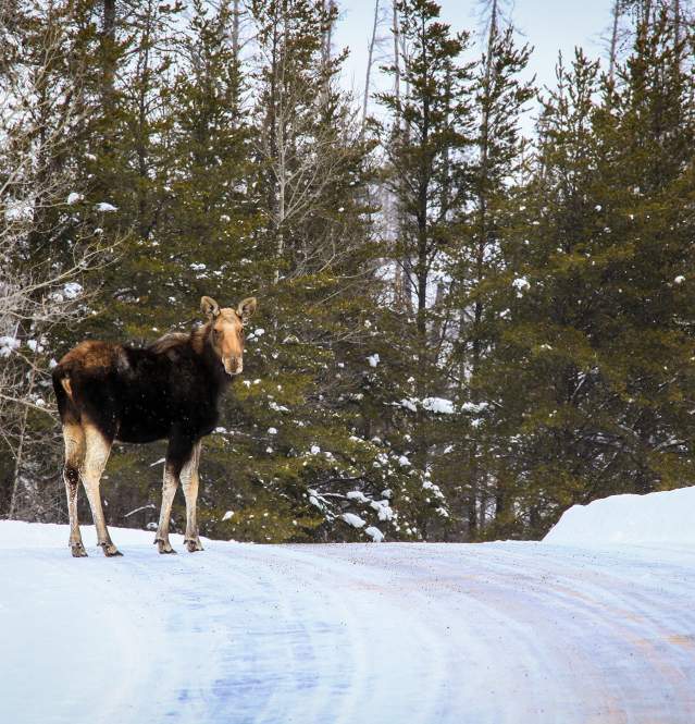 Moose in the middle of a snowy road