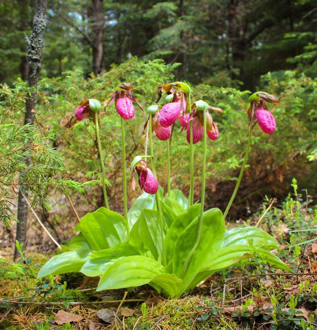 ladyslipper flower in wilderness