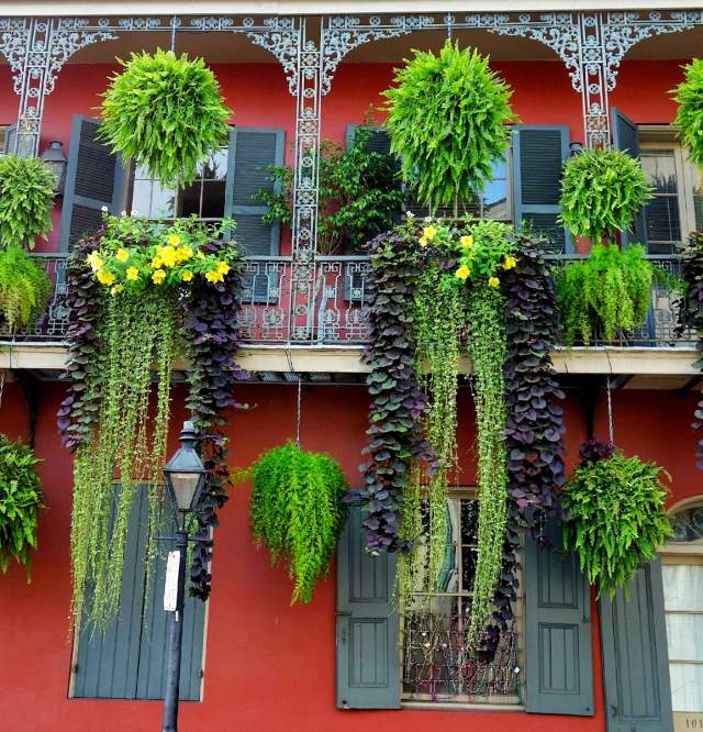 French Quarter Foliage