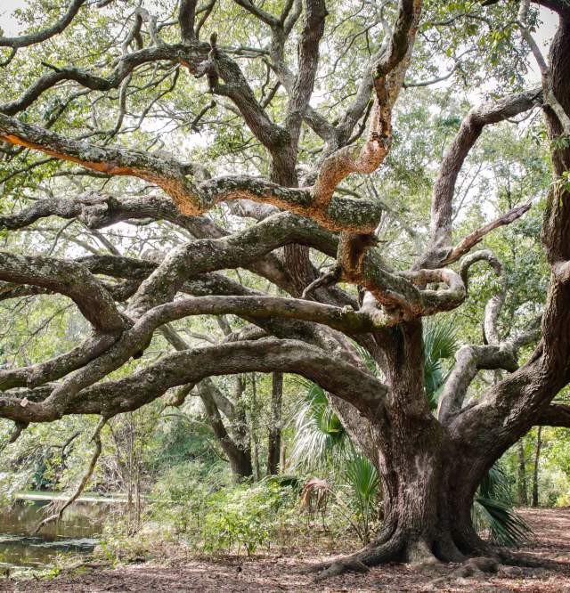 City Park Couturie Forest
