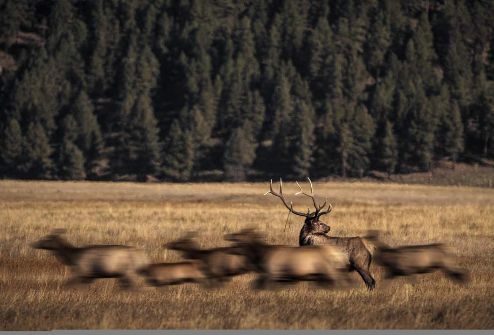 A herd of blurred elk rushes past a stationary elk with prominent antlers, set against a backdrop of dense, dark green forest and golden grass.