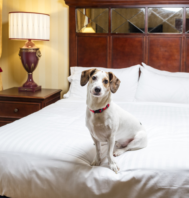 Pet-Friendly Hotels in Mobile AL