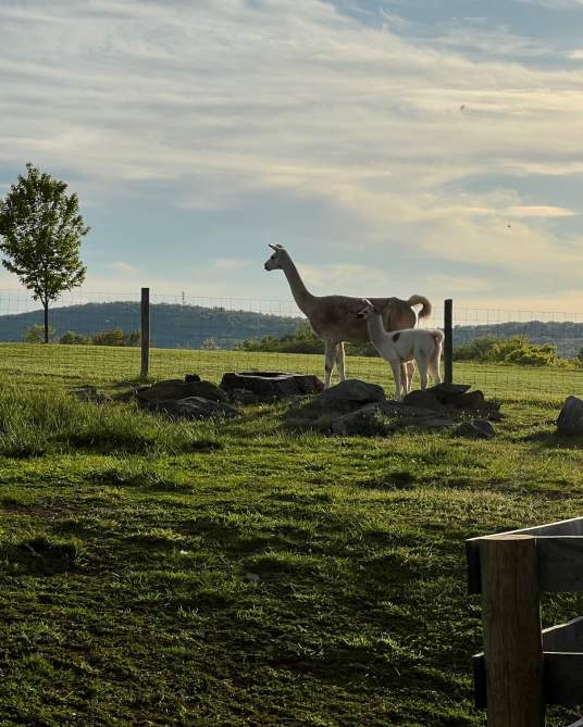 Why I Love Loudoun: Doug & Bonnie Kittrell's Alpaca Farm