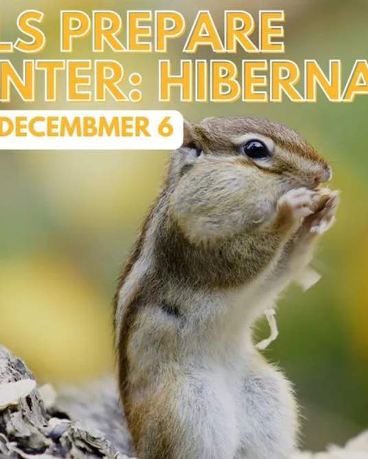 Animals Prepare for Winter: Hibernation