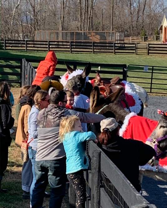 Christmas with the Donkeys