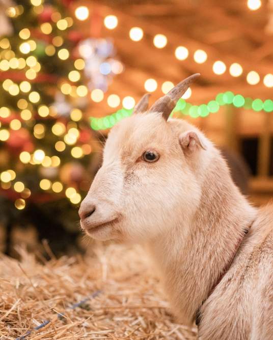 Leesburg Animal Park's Christmas Village!