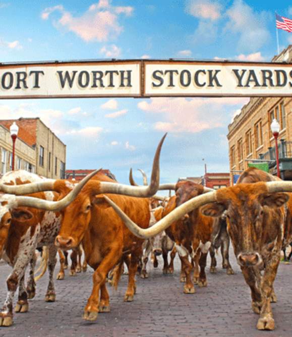 Longhorn Cattle At The Stockyards National Historic District