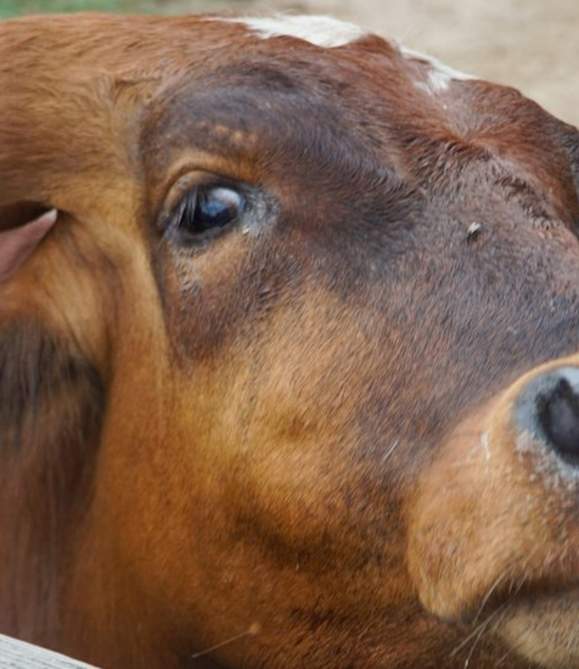 5 Ways to See the Fort Worth Herd