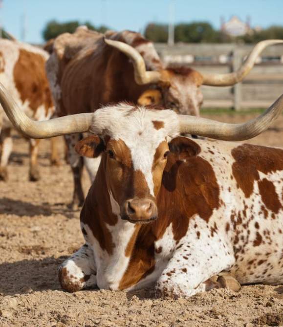 19 Facts You Didn't Know about the Fort Worth Herd