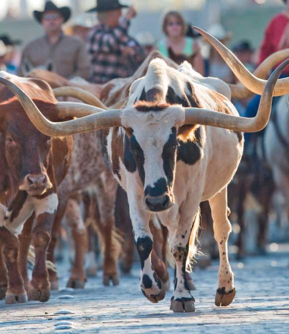 Fort Worth Herd: Most Frequently Asked Questions