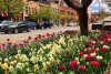 Spring in Downtown Golden