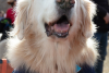 2026-02-07_GiG_Bob-Krugmire (175)