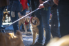 Goldens in Golden 2022 event golden retrievers around the legs of humans