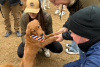 A golden retriever puppy and humans around, holding its paws up at Goldens in Golden 2025
