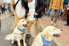 Two people dressed at golden retrievers and their dogs at Goldens in Golden CO 2025