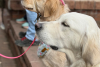 Two golden retrievers in Golden CO at Goldens in Golden event 2025
