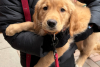 A golden retriever puppy at Goldens in Golden