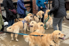 A bunch of golden retrievers and their owners gather in downtown Golden CO for Goldens in Golden 2025
