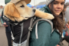 A golden retriever in a backpack wearing a ball cap and their owner at Goldens in Golden CO