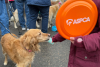 A child with a frisbee feeds an golden retriever a whipped cream pup cup at Goldens in Golden CO 2025