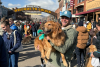 Goldens in Golden photos under the Golden Welcome Arch. a man holding a golden retriever