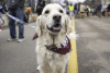 A golden retriever wearing a maroon bandanna in the crowd along Washington Ave. at Goldens in Golden 2025