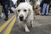A golden retriever coming towards the camera at Goldens in Golden 2025