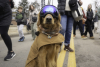 A golden retriever with sunglasses and a jacket on at Goldens in Golden 2025